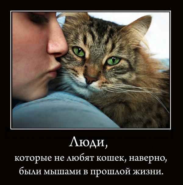 Книги человек человеку кот. Люди которые любят кошек. Человек который не любит кошек. Как называются люди которые не любят кошек. Кошка любит человека.