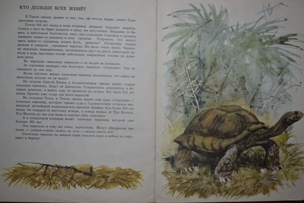 Рассказ старая черепаха