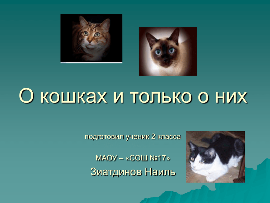 Проект кошки презентация. Презентация на тему кошки. Проект про кошек. Презентация на тему кошки 2 класс. Слайд для презентации про кошек.