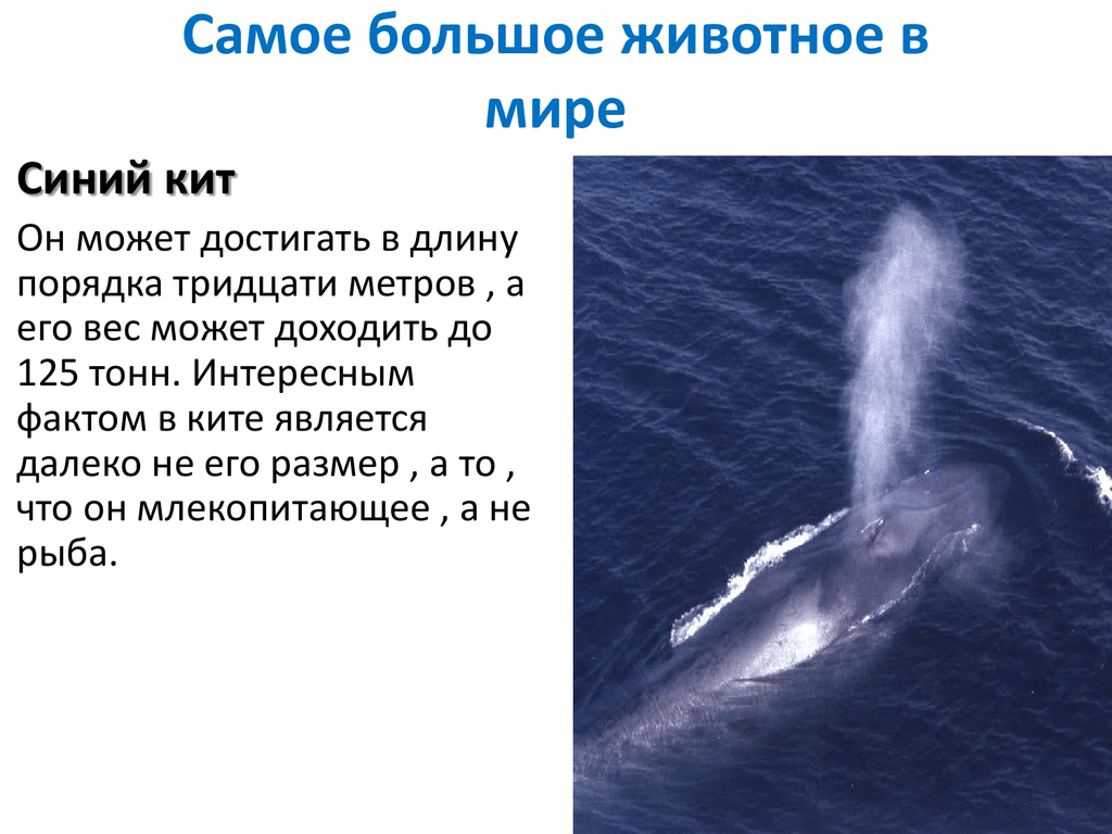 Масса синего кита достигает. Синий кит самое большое животное в мире. Синий кит самый большой кит. Синий кит Размеры. Самый большой кит Размеры.