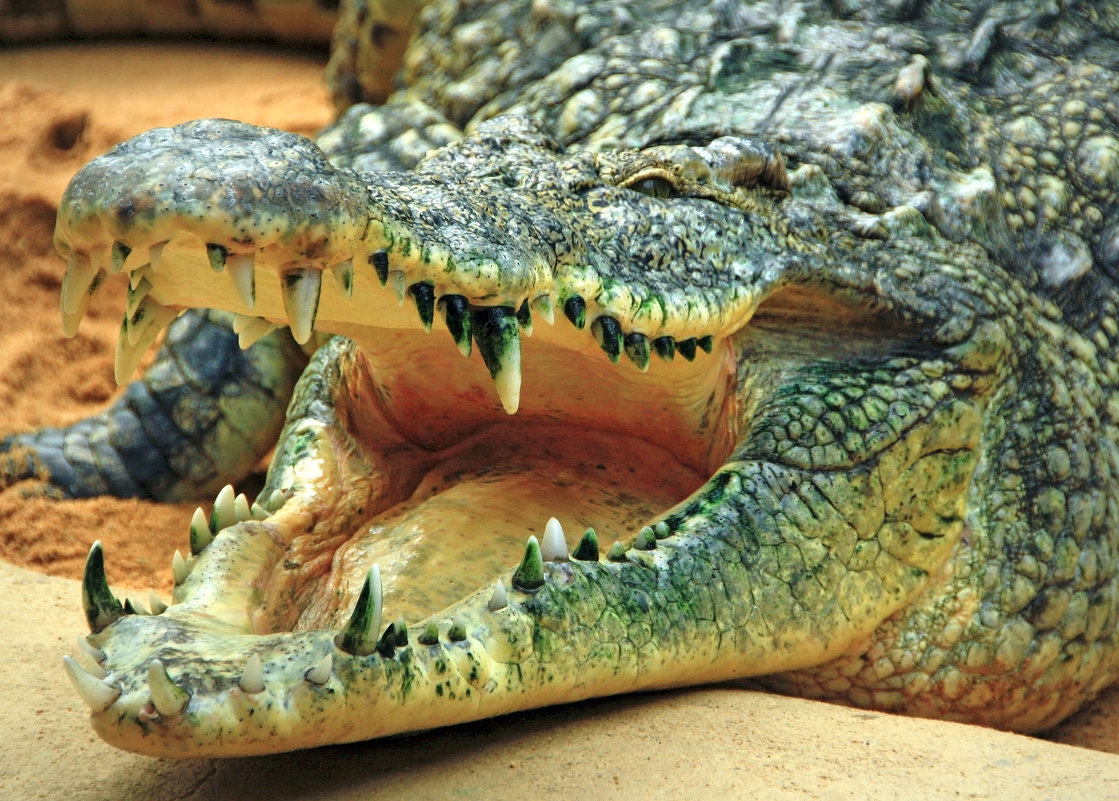 Отличие крокодила от аллигатора фото