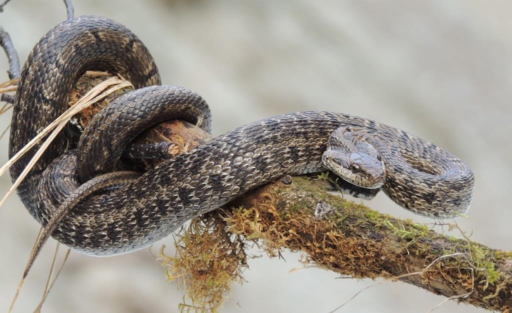 Полоз узорчатый фото и описание змея