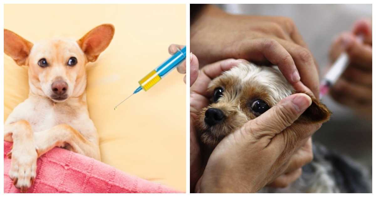 Нужно ли собаку перед прививкой перед. Вакцинация собак в холку.