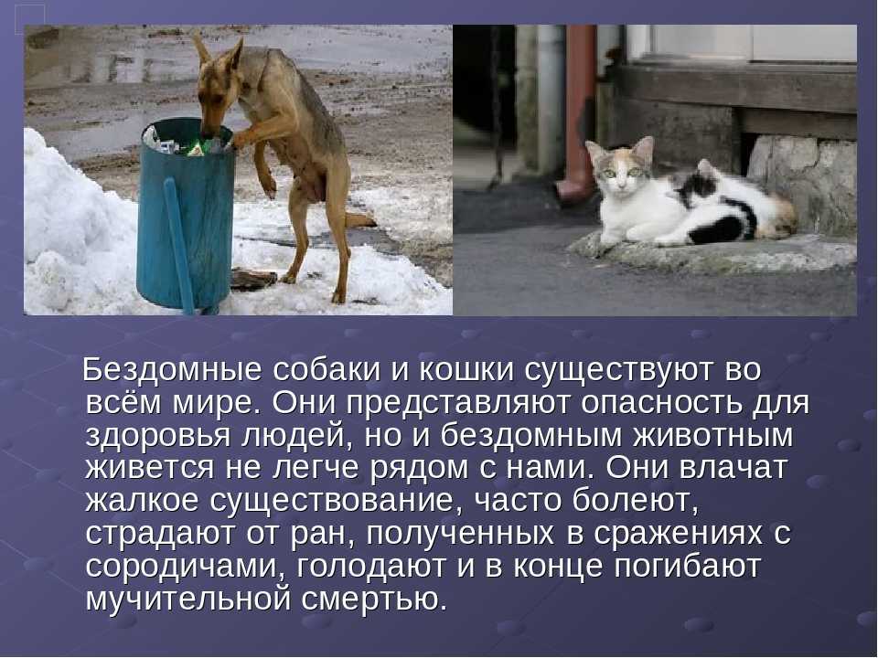 Рассказы о говорящих животных. Бездомные животные. Бездомные собаки. Бездомные животные и человек. Защита бездомных животных.
