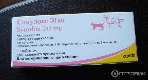 Амоксициллин можно собакам. Амоксициллин антибиотик котам. Антибиотик от цистита для собак. Антибиотики от цистита у собак в таблетках. Антибиотик амоксициллин для кошек в таблетках.