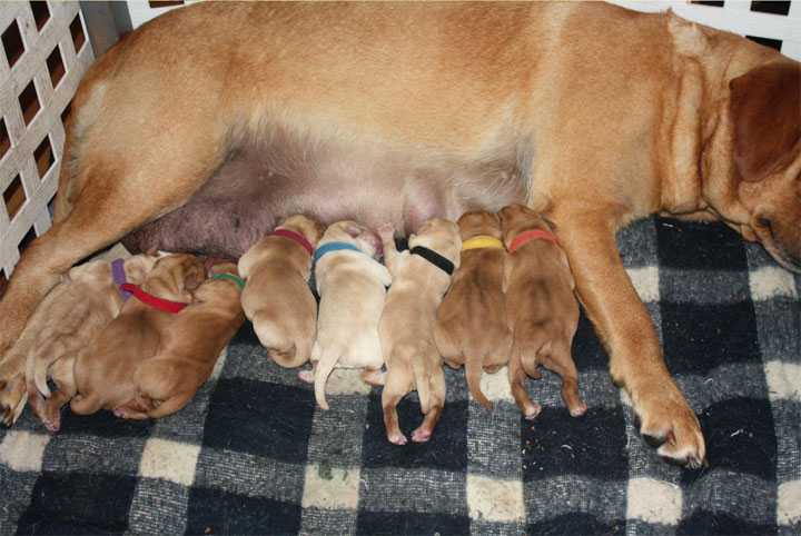 Сон родить собаку. Новорожденные щенки лабрадора.