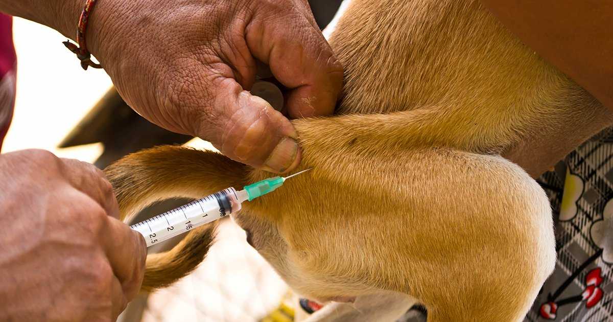 Укол от бешенства коту. Внутримышечная вакцина собаке. Куда делают прививки собакам.
