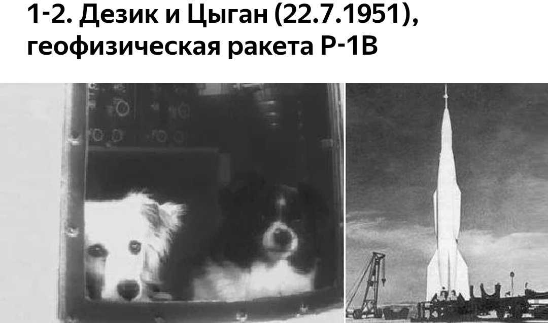 В каком году собаки полетели в космос