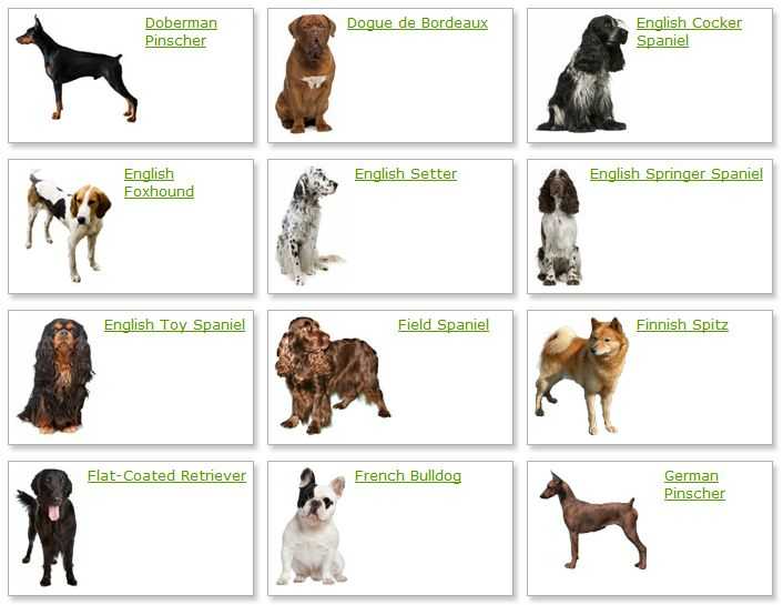 Породы на букву е. Название собак. Перечень пород собак. Породы собак и их названия. Собаки мелких и средних пород с фотографиями.