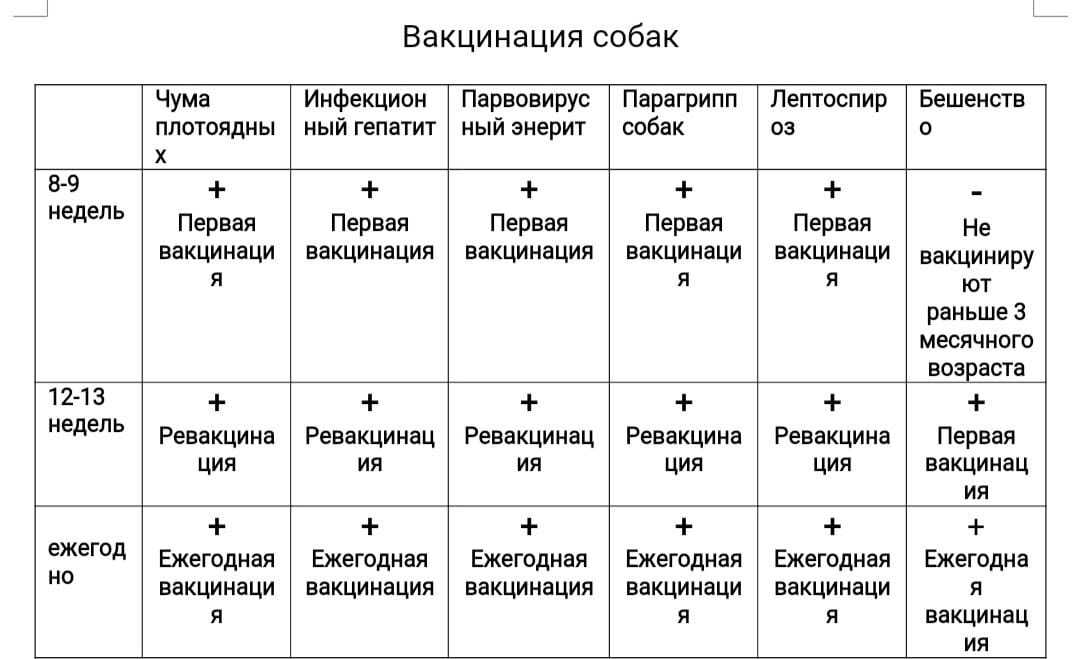 Когда ставить первую прививку щенку. Прививки щенкам по возрасту таблица. Прививки для собак график. График вакцинации щенков. Прививка щенкам график.