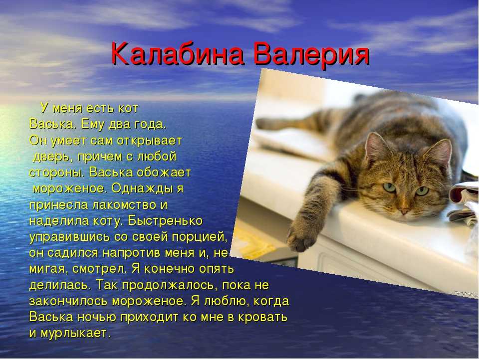 Проект про кота 1 класс