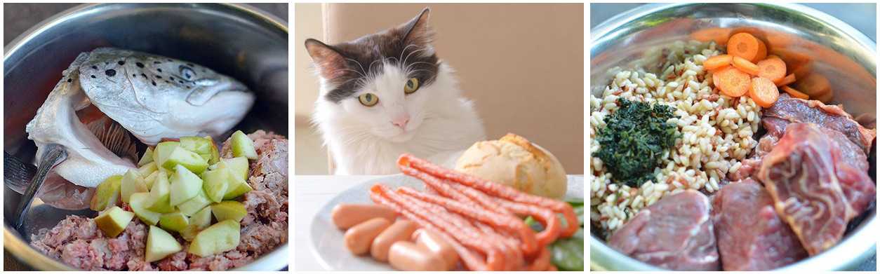 Что можно котенку из еды. Натуральная еда для кота. Натуральное питание для кошек. Кот питание. Натуральное питание для котят.