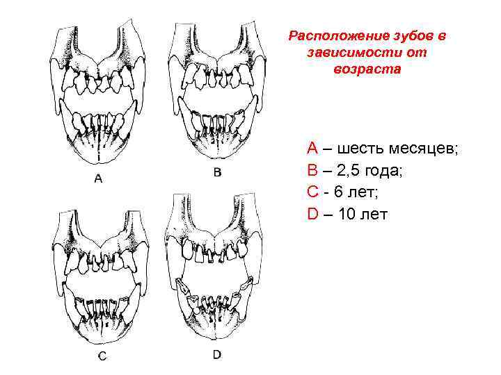 Молочные зубы у собак схема во сколько меняются