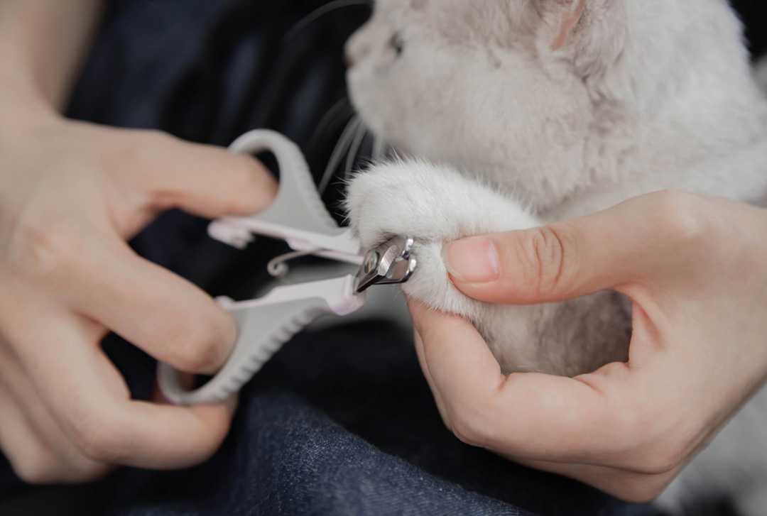 Как подстричь когти у индюков