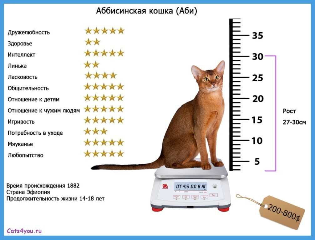 Размер домашней кошки. Абиссинский кот Размеры. Абиссинская кошка стандарт. Вес абиссинского кота. Абиссинский кот Размеры и вес.
