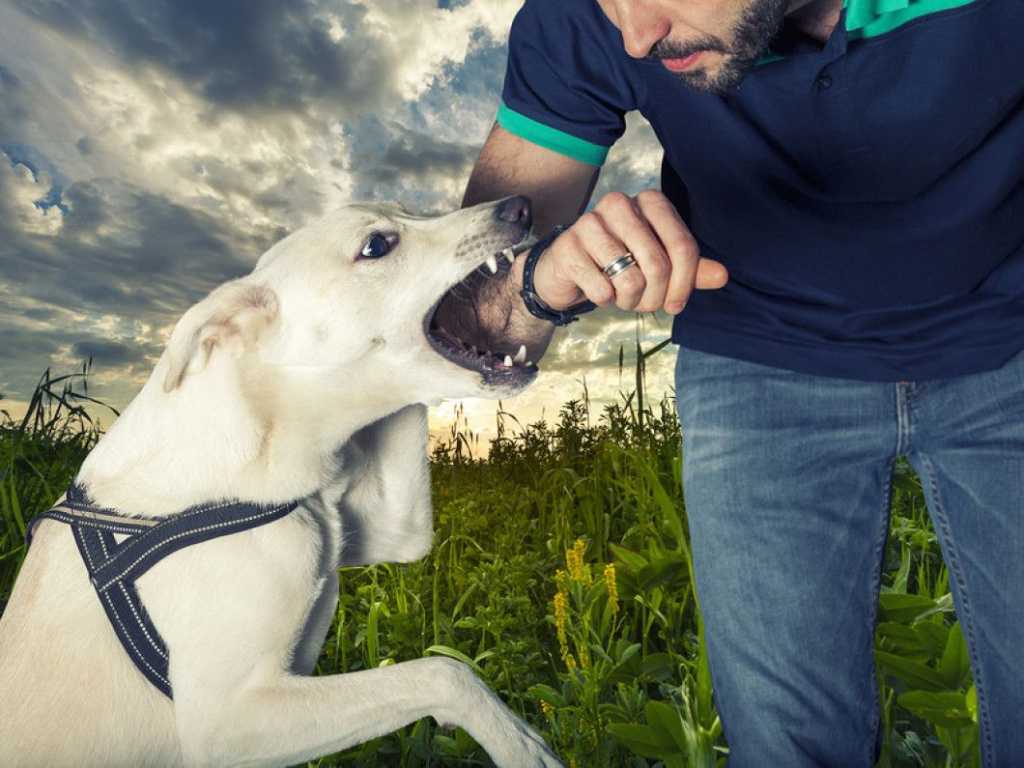Как отучить собаку кусать руки. Собака вцепилась в руку. Агрессивные домашние животные.