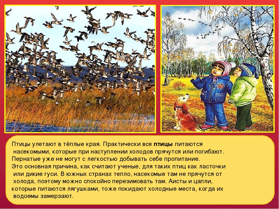 Какие птицы осенью. Птицы улетают в теплые края. Осенью птицы улетают в теплые края. Какие птицы улетают в теплые края. Перелетные птицы улетают в теплые края.