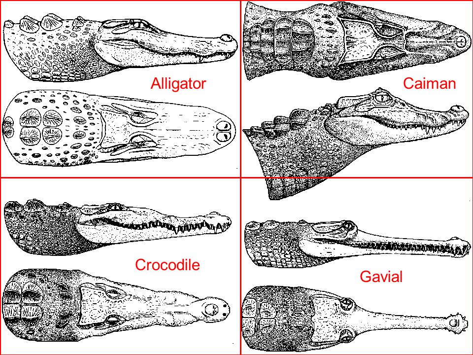 Аллигатор и крокодил отличия