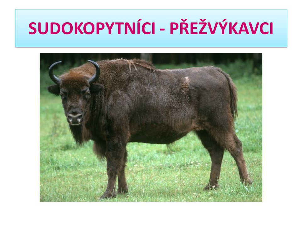 Зубр красная книга. ЗУБР Bison bonasus l. European Bison Bison bonasus. Европейский ЗУБР красная. Черный ЗУБР.