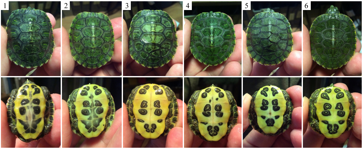 Как видят черепахи красноухие мир глазами фото