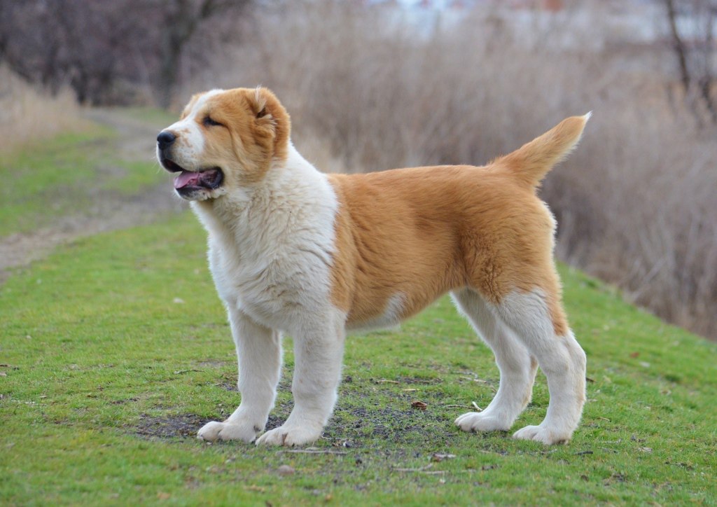 Фото собак средних размеров и их названия