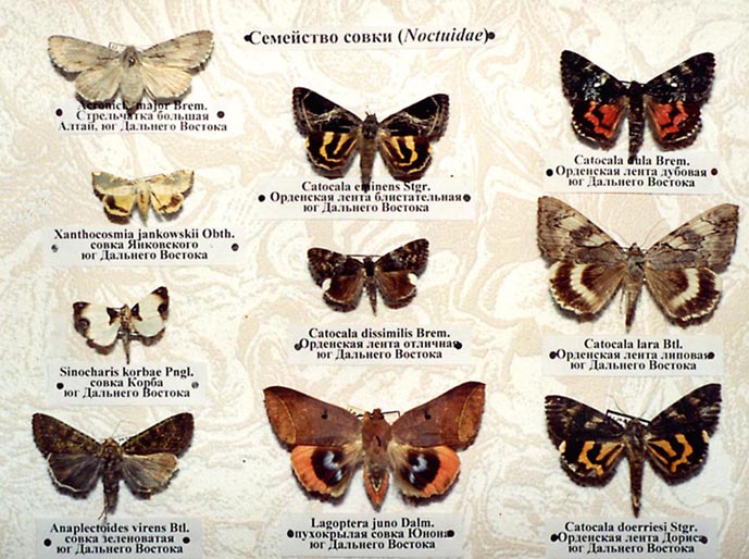 Бабочки фото и описание и название