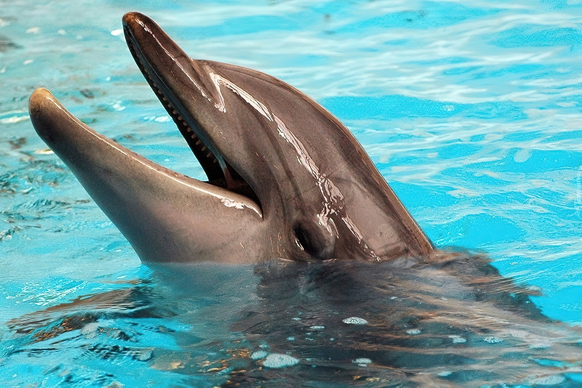 Дельфин относится к группе животных