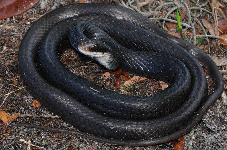 Черная змея с белой головой название и фото