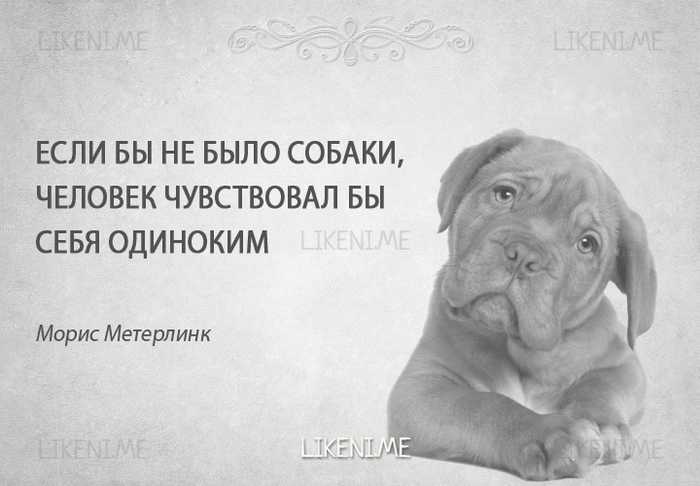 Словосочетание собаку. Афоризмы о собаках. Фразы про собак. Собака и человек цитаты. Афоризм про собаку и человека.