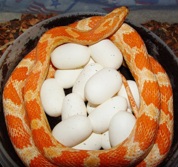 Как выглядят яйца змеи гадюки фото