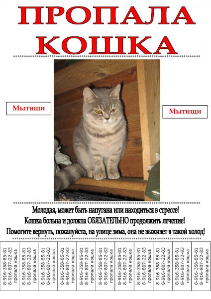 Образец пропала кошка