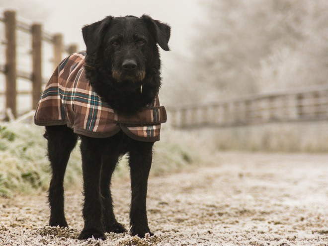 Собака гуляет в холодную погоду