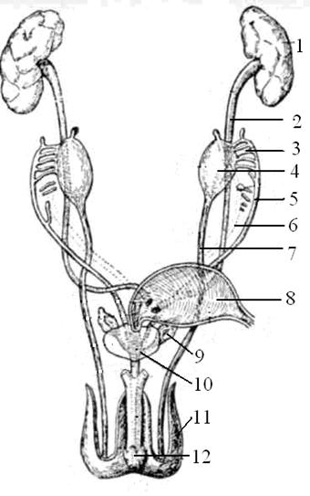 Половые органы мочевой системы. Мочеполовая система млекопитающих схема. Мочеполовая система кота анатомия. Мочеполовая система собаки. Строение мочеполовой системы у собак кобелей.