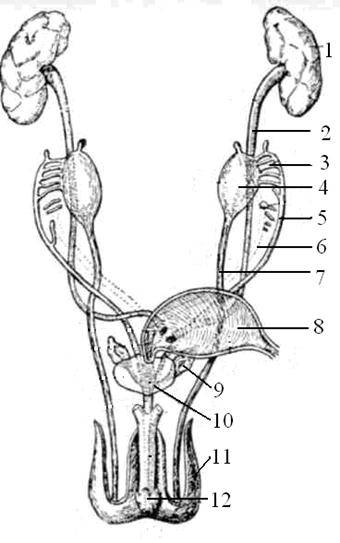 Мочеточники у собаки. Мочеполовая система млекопитающих схема. Мочеполовая система кота анатомия. Мочеполовая система собаки. Строение мочеполовой системы у собак кобелей.