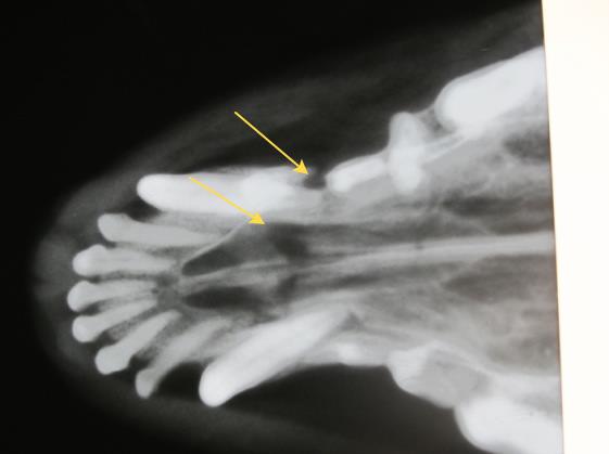 Трещина на верхних. Остеосаркома челюсти у кошек рентген. Остеосаркома у собак рентген. Рентген нижней челюсти собаки. Остеосаркома верхней челюсти собаки рентген.