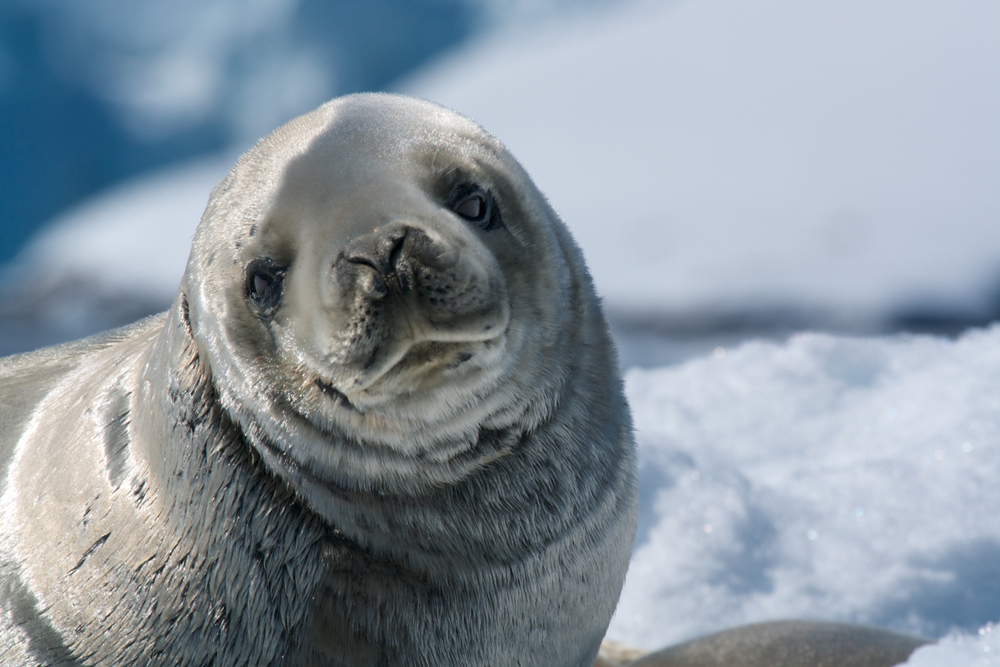 Интересные факты о тюленях. Обыкновенный тюлень. Канадский тюлень. Полосатый тюлень.