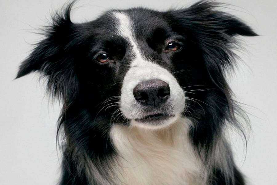 Рейтинг умных пород. Умные породы собак. Самая умная порода. Самая умная порода собак. Самая умная порода собак в России.