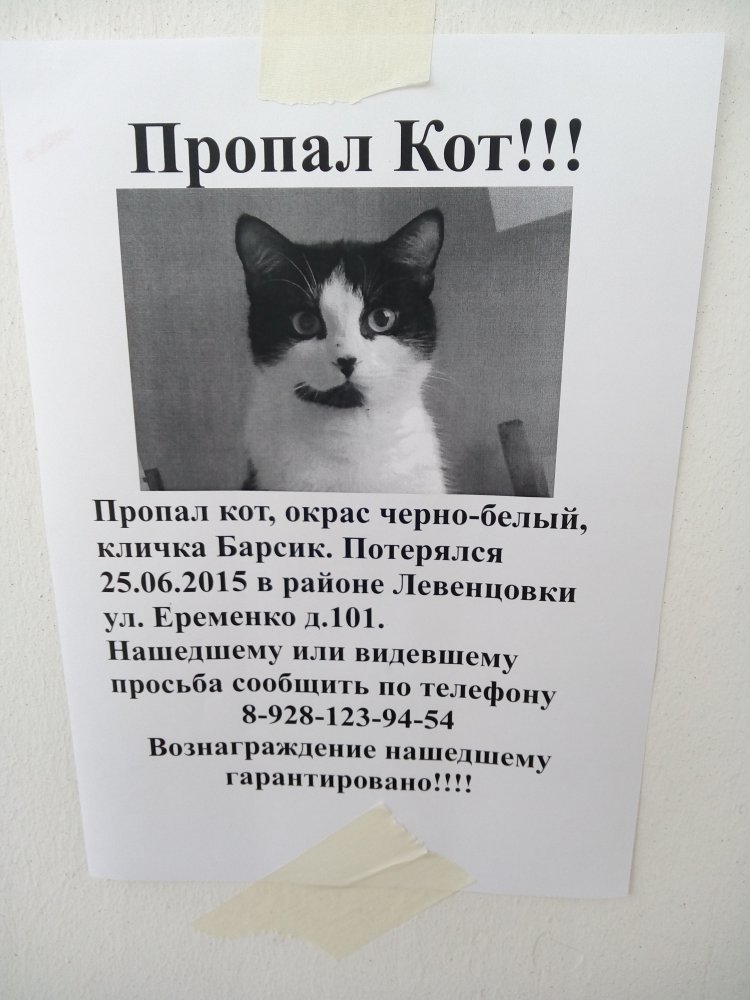 Объявление о пропаже кошки образец