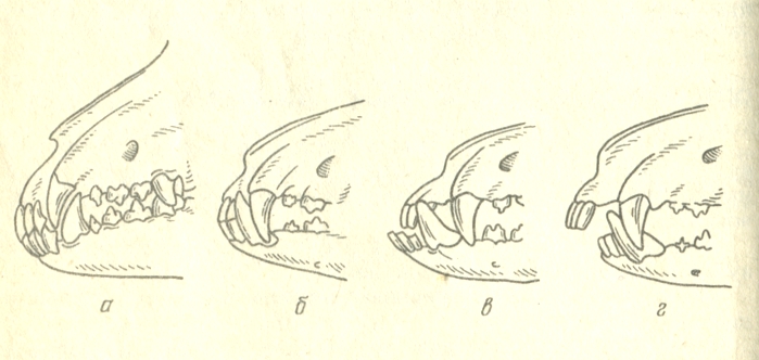 Какие меняются зубы у собак схема