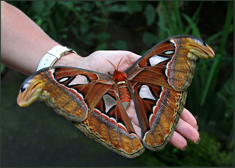 В крыму обитает самая крупная бабочка европы. Гигантские бабочки Южной Америки. Огромная бабочка. Самая большая бабочка. Самая большая бабочка в мире.