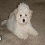 Coton De Tulear puppy