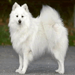 Mittel German Spitz with long white fur coat