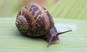 what do snails eat?