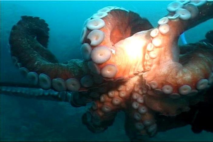 тихоокеанский осьминог. осьминог 5 букв. осьминог 5 букв. осьминог 5 букв. тихоокеанский осьминог.