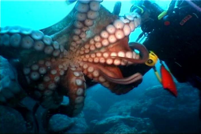 дальневосточный морской заповедник осьминог. осьминог 5 букв. карликовый осьминог. осьминог 5 букв. силиконовая форма осьминог.