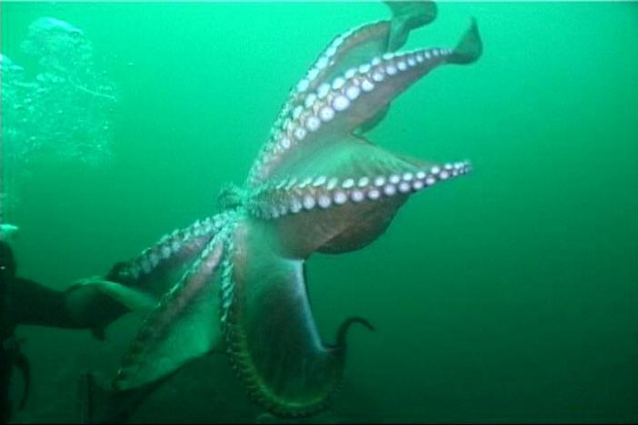 карибский рифовый осьминог. осьминог из дерева поделка. осьминог 5 букв. всемирный день осьминога 8 октября. осьминог 5 букв.