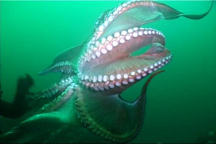 головоногие моллюски осьминог. осьминог гигант 5 букв. осьминог из эгейского моря. без позвоночные животные. дальневосточный гигантский осьминог.