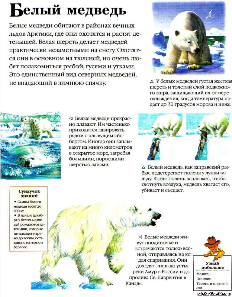 Рассказ про медведя 1 класс. Рассказ про белого медведя для детей 5 лет. Белый медведь рассказ для детей. Белый медведь энциклопедия для детей. Белый медведь описание.