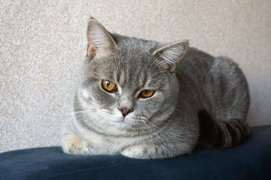 Британский кот прямоухий полосатый фото