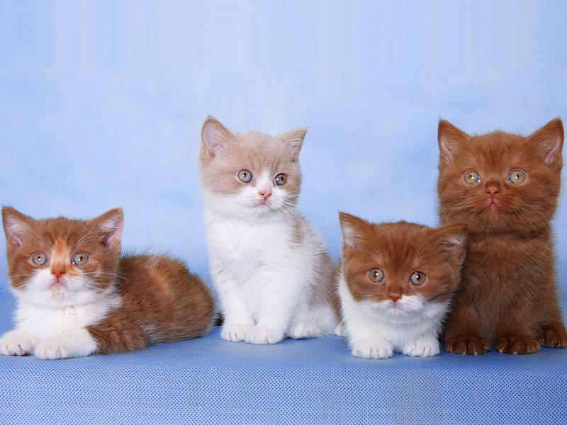 Фото кошек и котят разных пород